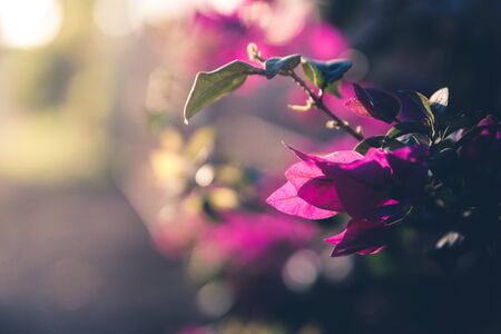 Sunlit tropical flowers.の写真素材
