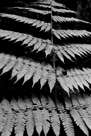 Isolated black and white ferns.の写真素材