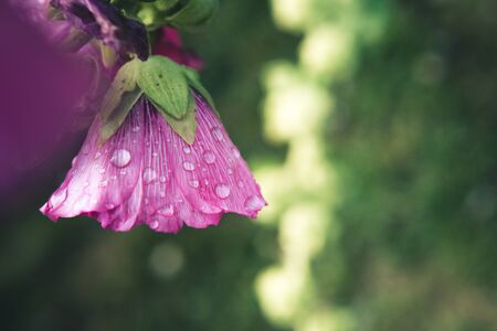 Pink bloom after the rain.の写真素材