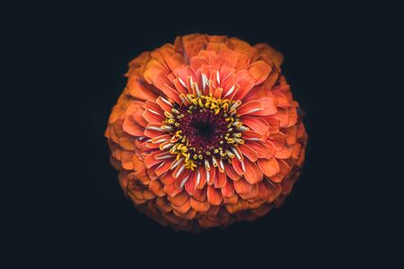 Isolated orange flowerの写真素材