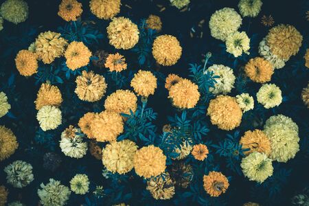 Orange and yellow flowers in a flowerbed.の写真素材