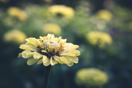 Isolated yellow flower.の写真素材