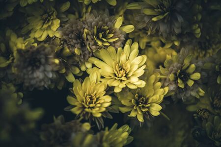 Yellow flowers growing in a garden.の写真素材