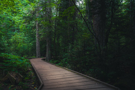Trail of the Cedars. Glacier National Park, Montana, USA.