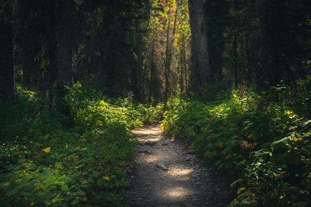 Forest path dappled with sunlight.