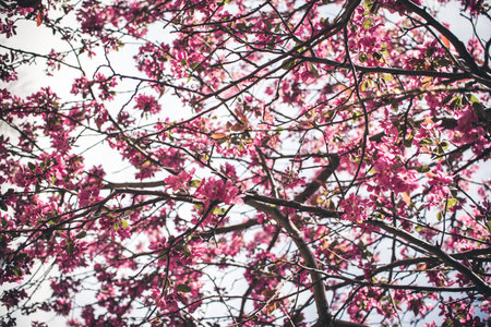 Colorful spring flowers in bloom.