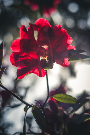 Close up image of red flowers in sunlight.の写真素材