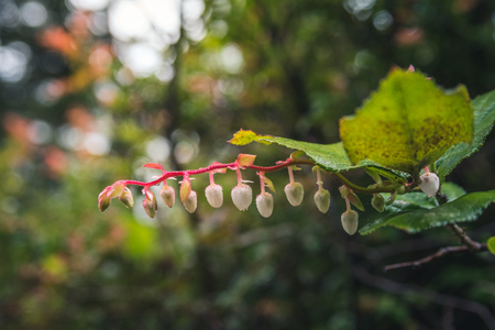 Forest details.の写真素材