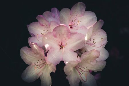 Rhododendron flowersの写真素材