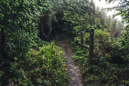 Lush forest trail.の写真素材
