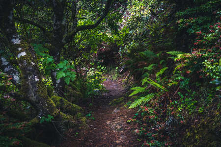 Lush forest trail.の写真素材