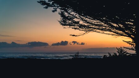 Silhouetted trees at sunset.の写真素材