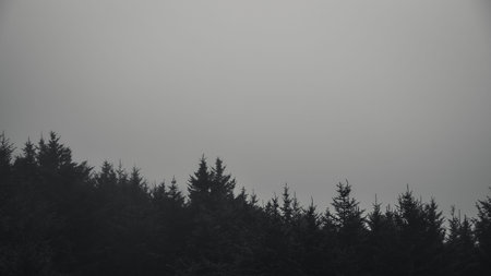 Black and white forest in fog.の写真素材