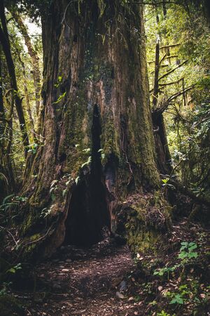 Forest trail leading to an old tree trunk.の写真素材
