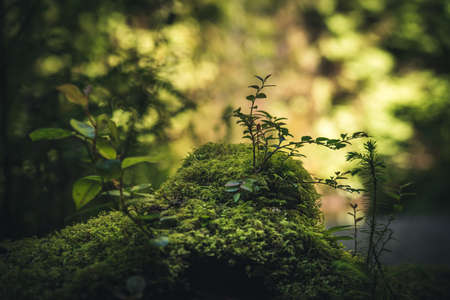Life on the forest floor.の写真素材