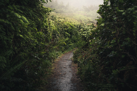 Dark forest trail leading to fog.の写真素材