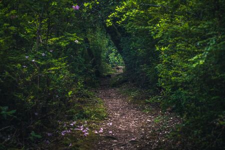 Lush forest hiking path.の写真素材