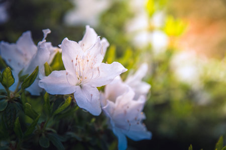 Rhododendron flowers in a Japanese garden.の写真素材