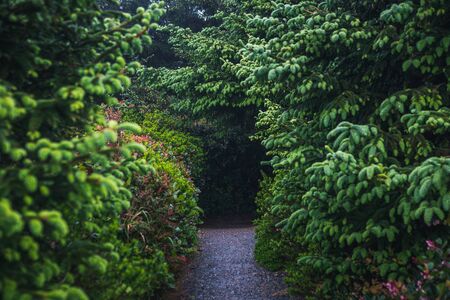 Hiking path leading to a forest.の写真素材