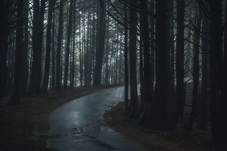 Misty forest road.の写真素材