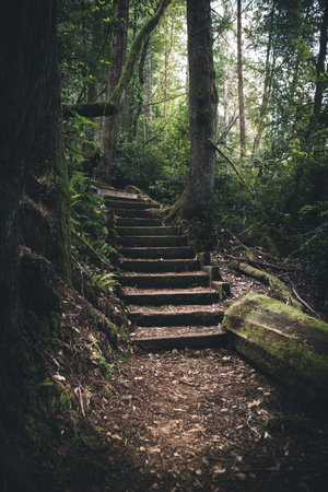 Moss covered stairs in the forest.の写真素材