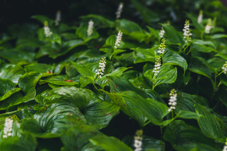 Lush green plants.の写真素材