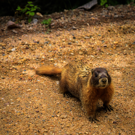 Yellow-bellied marmot on a gravel roadの写真素材