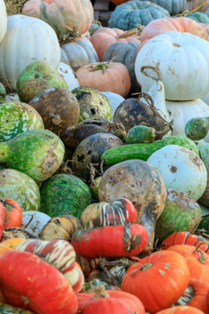 Assorted orange, pink, and green pumpkins and gourdsの写真素材