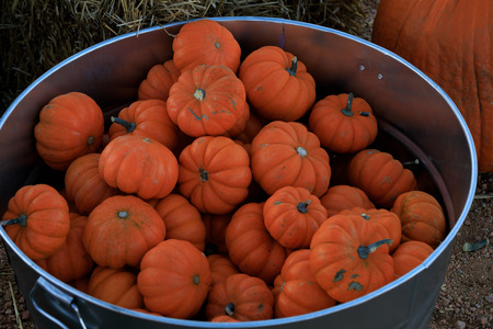 Multiple mini orange pumpkins in a  metal bucketの写真素材