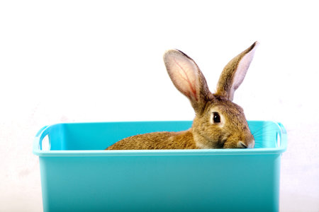 rabbit in the box isolatedの写真素材