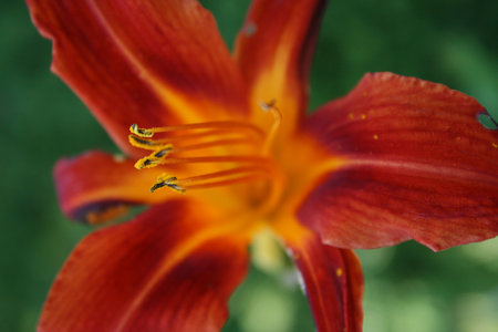 Red Flowerの写真素材