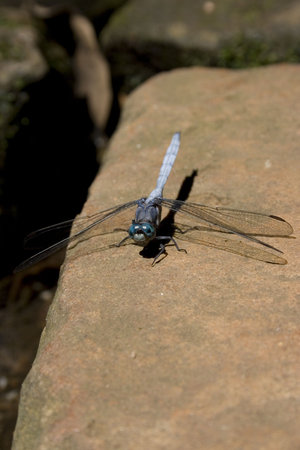 a dragonfly on a rock with blue eyes and wings spread outの写真素材