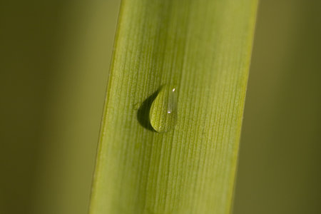 close up macro of dew drop on long green leafの写真素材