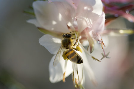 bee with full pollen sacks on white flowerの写真素材