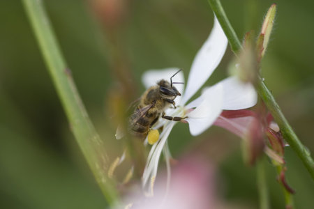 close up macro of bee on white flower, carrying yellow pollenの写真素材