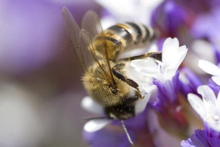 extreme close up of bee on white flower collecting pollenの写真素材