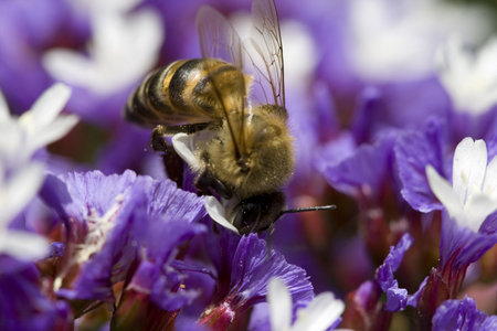 close up of bee collecting pollen on a flowerの写真素材