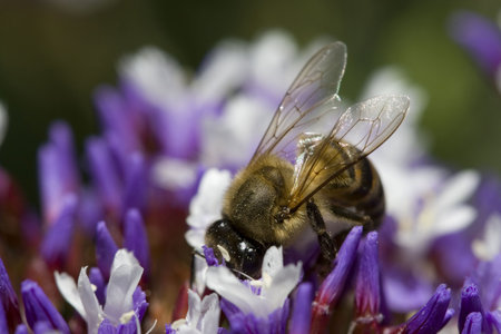 extreme close up of bee with head in flowers, collecting pollenの写真素材