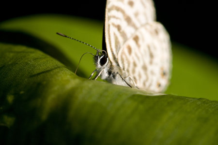 extreme close up of tiny butterfly looking up from rolled leafの写真素材