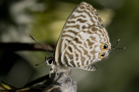 macro of little butterfly with eye pattern on wingsの写真素材