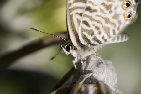 extreme close up of a little butterfly with eye pattern on its wingsの写真素材