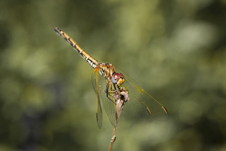 close up of a a brown and yellow dragonfly perched on a twigの写真素材
