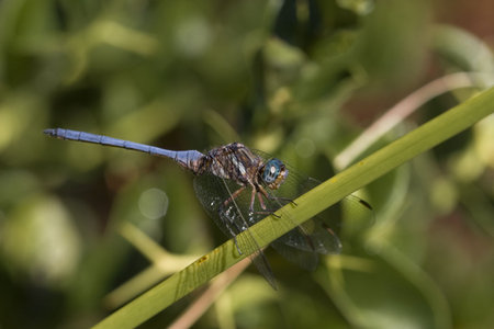blue dragonfly, side view, on a green branch with wings facing forwardの写真素材