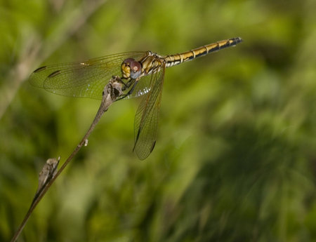 close up of a a brown and yellow dragonfly perched on a twigの写真素材