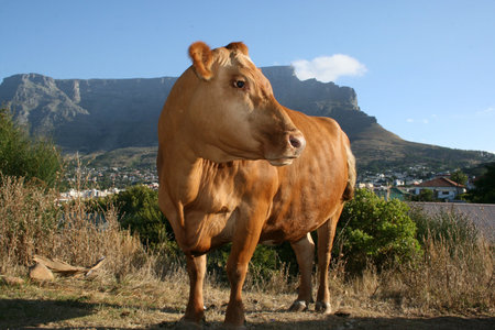 a brown cow in Cape Town with table mountain in backgroundの写真素材