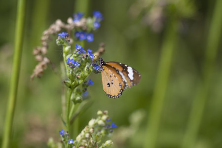 monarch butterfly, eating from a tiny blue flower, a close up shot.の写真素材