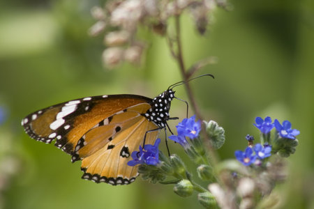 Monarch butterfly on a blue flower (close up, macro). Please see all my other macro shots!の写真素材