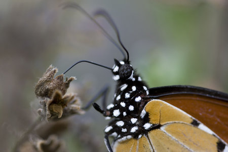 monarch butterflies body with tongue sticking out. Please see all my other macro shots!の写真素材