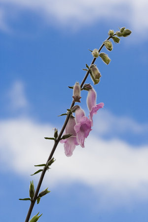 fresh, beautiful purple fox glove stem with bright flowers against a blue sky. See my other flower and macro shots in my portfolio!の写真素材