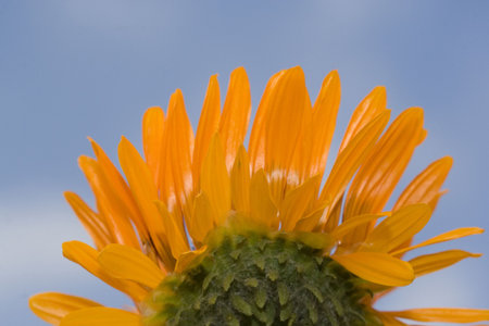 back of orange flower with blue sky background. Please see my other flower and macro shots in my portfolio.の写真素材
